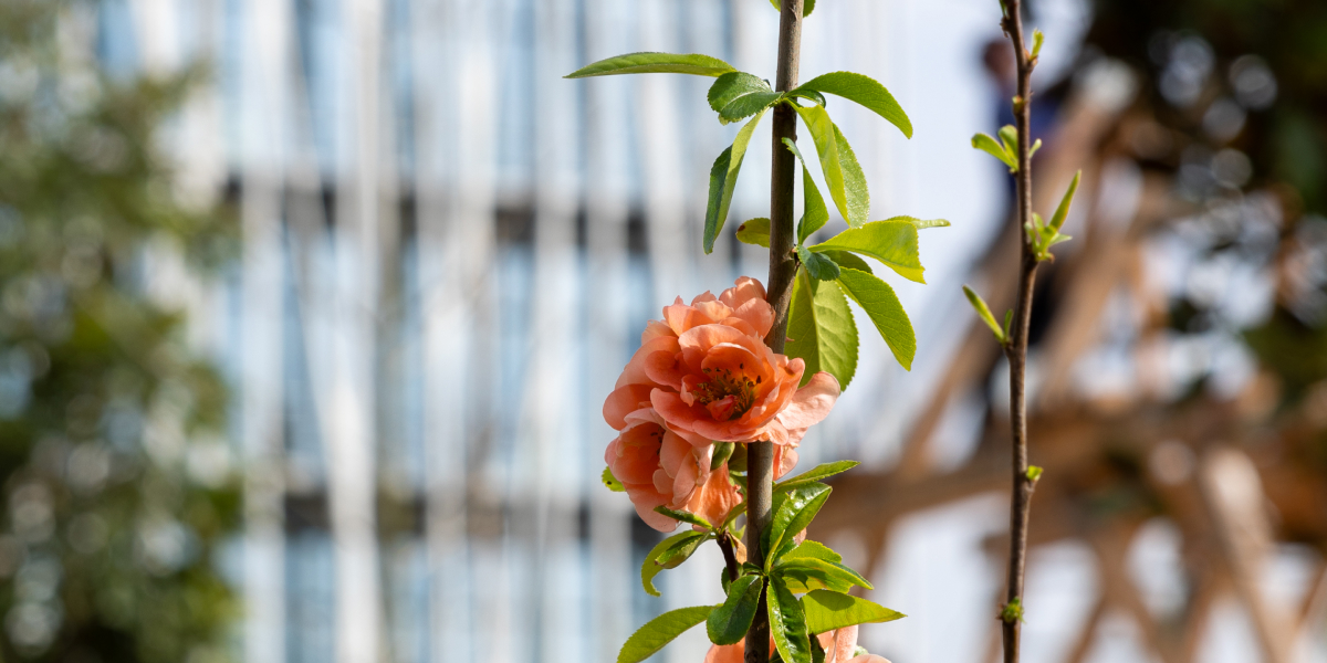 La Parcelle : un vaste jardin culturel ouvre Porte d’Aubervilliers