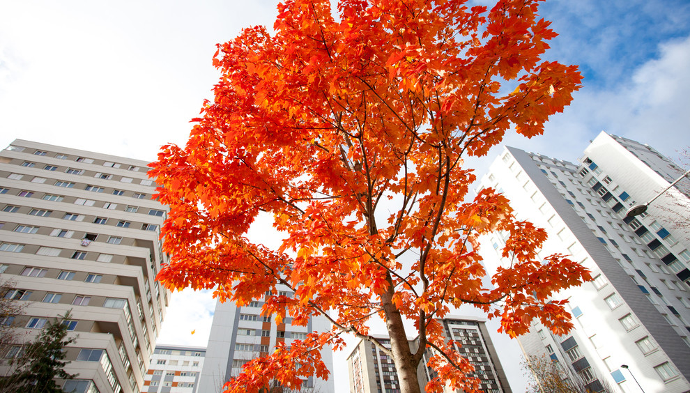 L’arbre au cœur de la ville