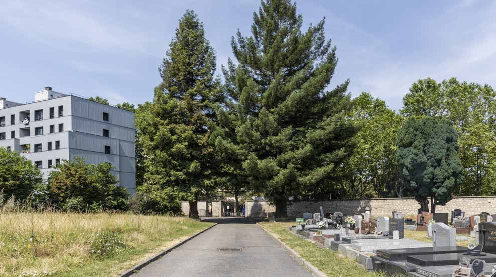 Gestion écologique des cimetières : protéger la biodiversité avec plus de végétation