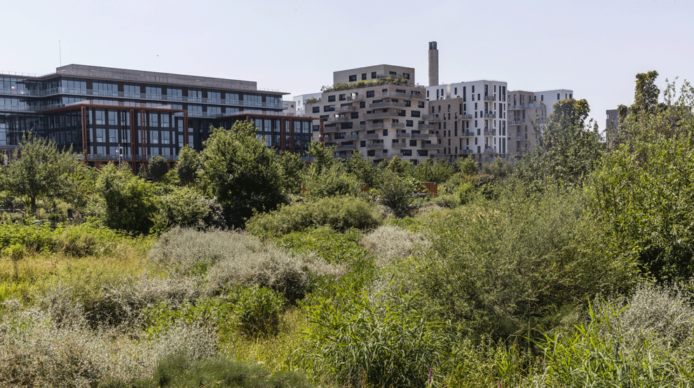  Espaces verts : pourquoi adopter la tonte raisonnée ? 