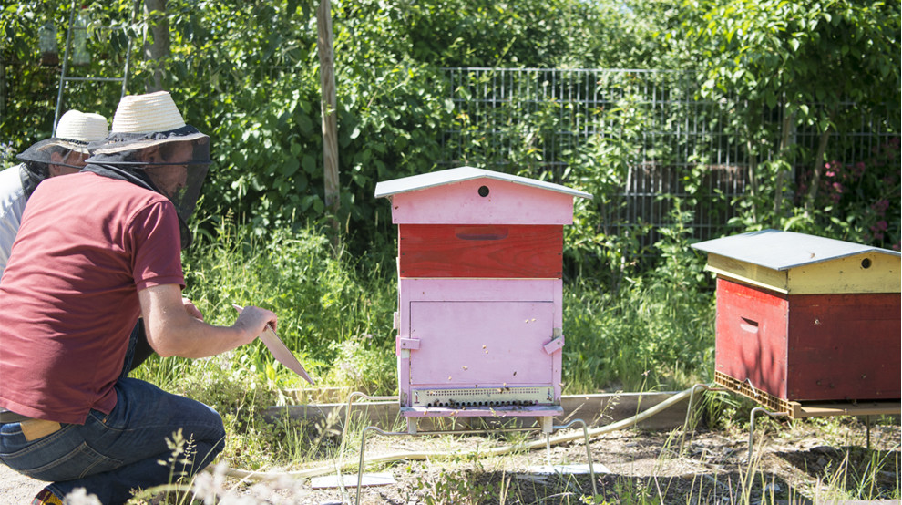 Nature en ville : les miels du territoire à l'honneur ! 