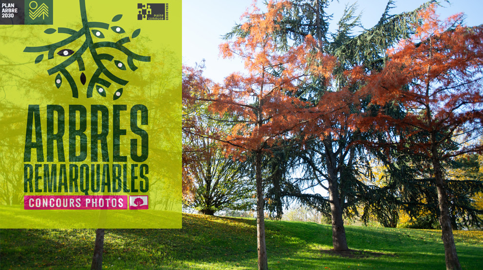 Concours photo de l'observatoire des arbres : les lauréats sont connus ! 